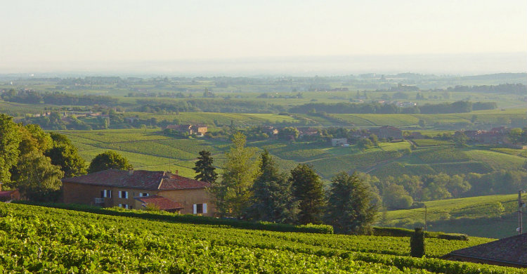Vignoble du Beaujolais