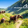 Koeien in de bergen. Le Grand-Bornand, France