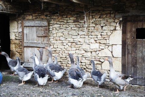 oies_de_sarlat.jpg