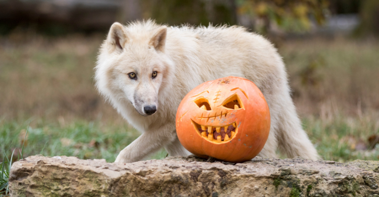 halloween parc animalier sainte croix