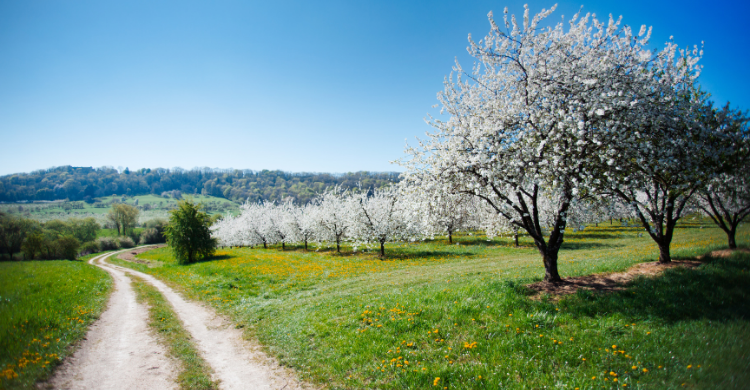 Mirabelliers in Lorraine