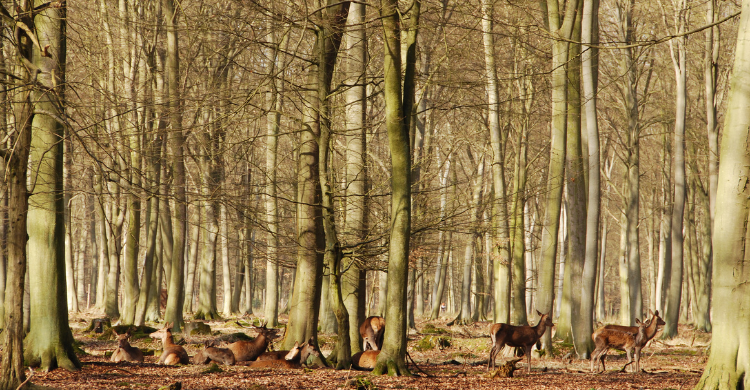 Forêt de Brocéliande © Ariane Citron